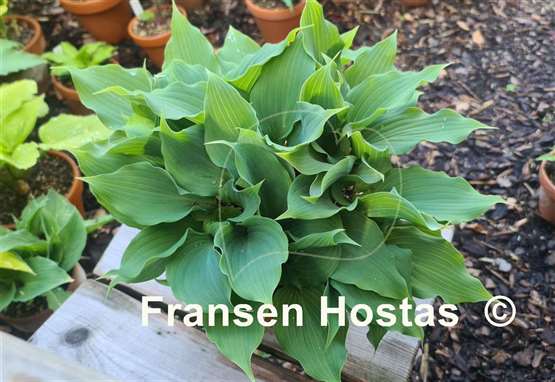 Hosta Over the Waves